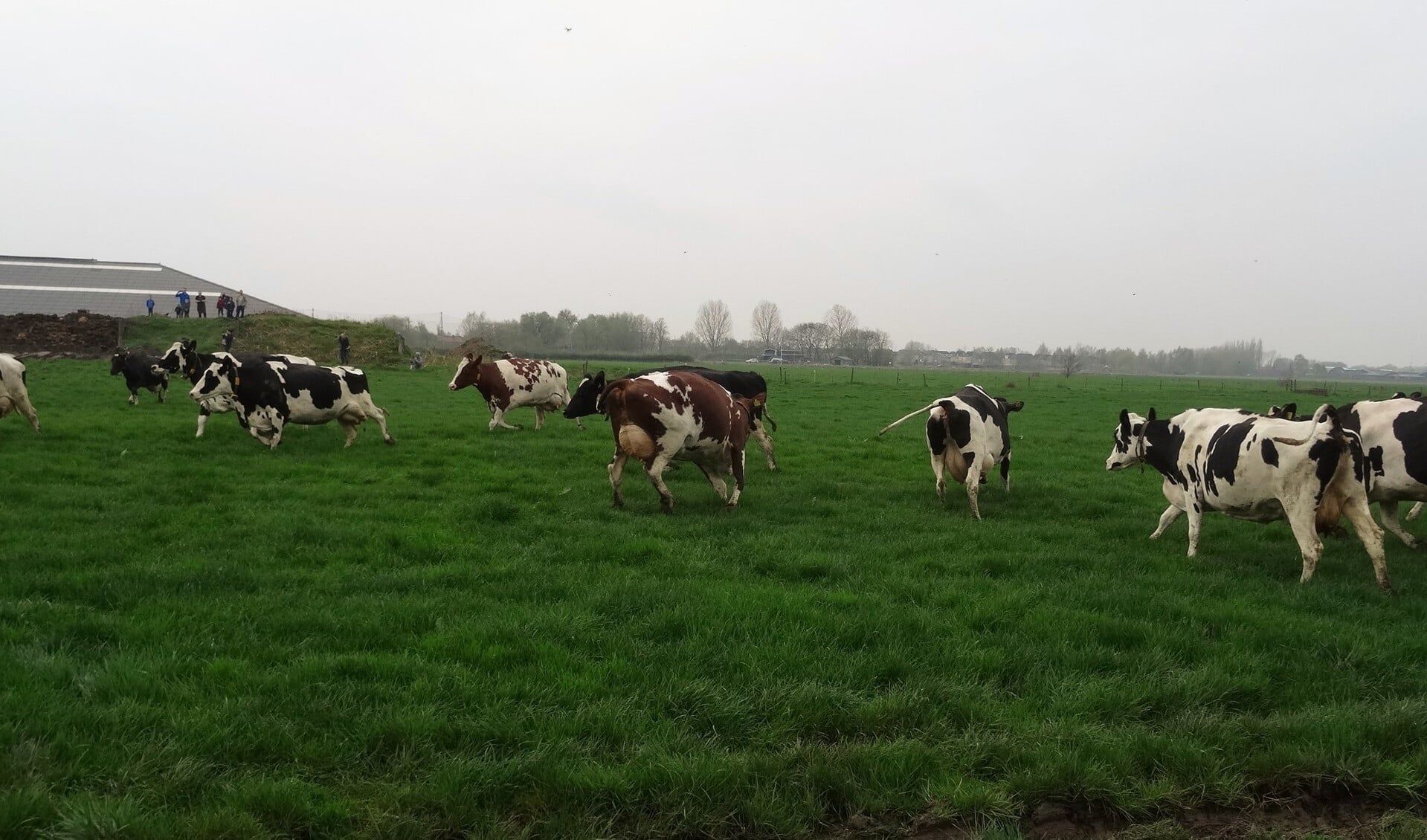 Koeien mogen weer naar buiten. (Foto: Ineke Voskamp)