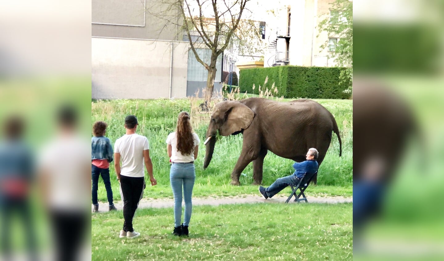 Een olifant in het park. Zoiets komt niet elke dag voor.