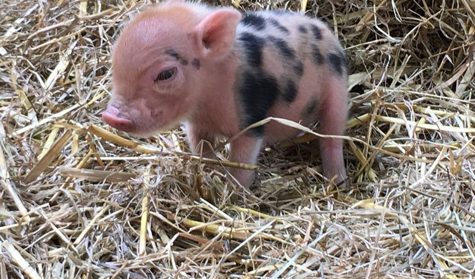 Er zijn hangbuikzwijntjes geboren in Vakantiepark Het Heijderbos. (Foto: Facebook Center Parcs Het Heijderbos)