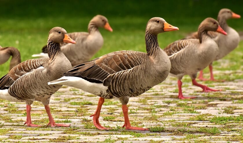<p>Moet het leefgebied van ganzen worden verkleind om de verspreiding van het vogelgriepvirus tegen te gaan?</p>  