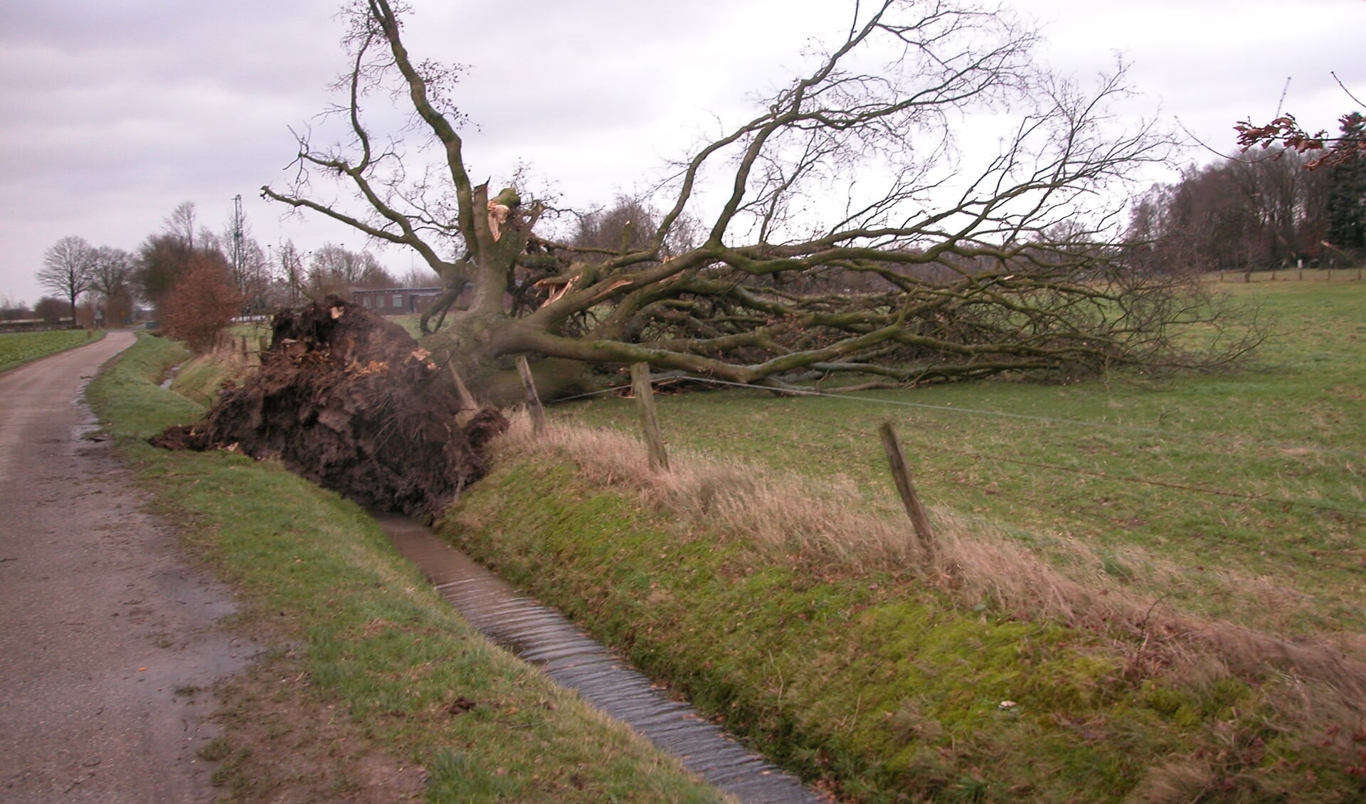 De oude eik in Milsbeek werd afgelopen januari geveld door de storm. 