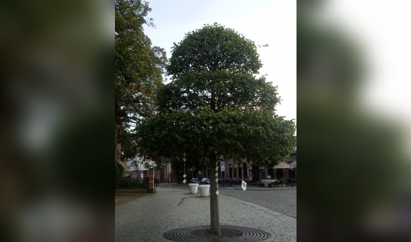 De lindeboom in drie etages met Mariabeeld aan de stam.