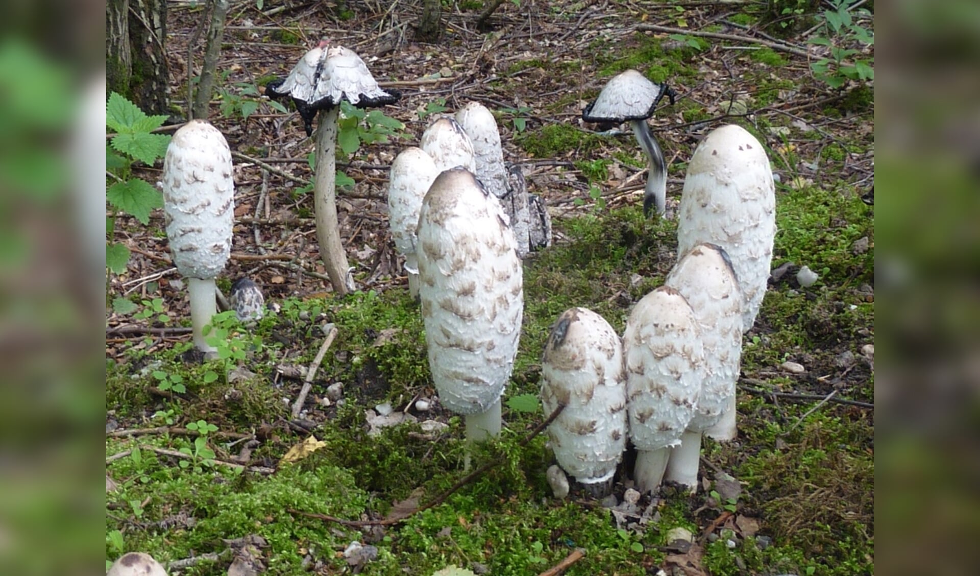 Deelnemers gaan tijdens tocht op zoek naar paddenstoelen 