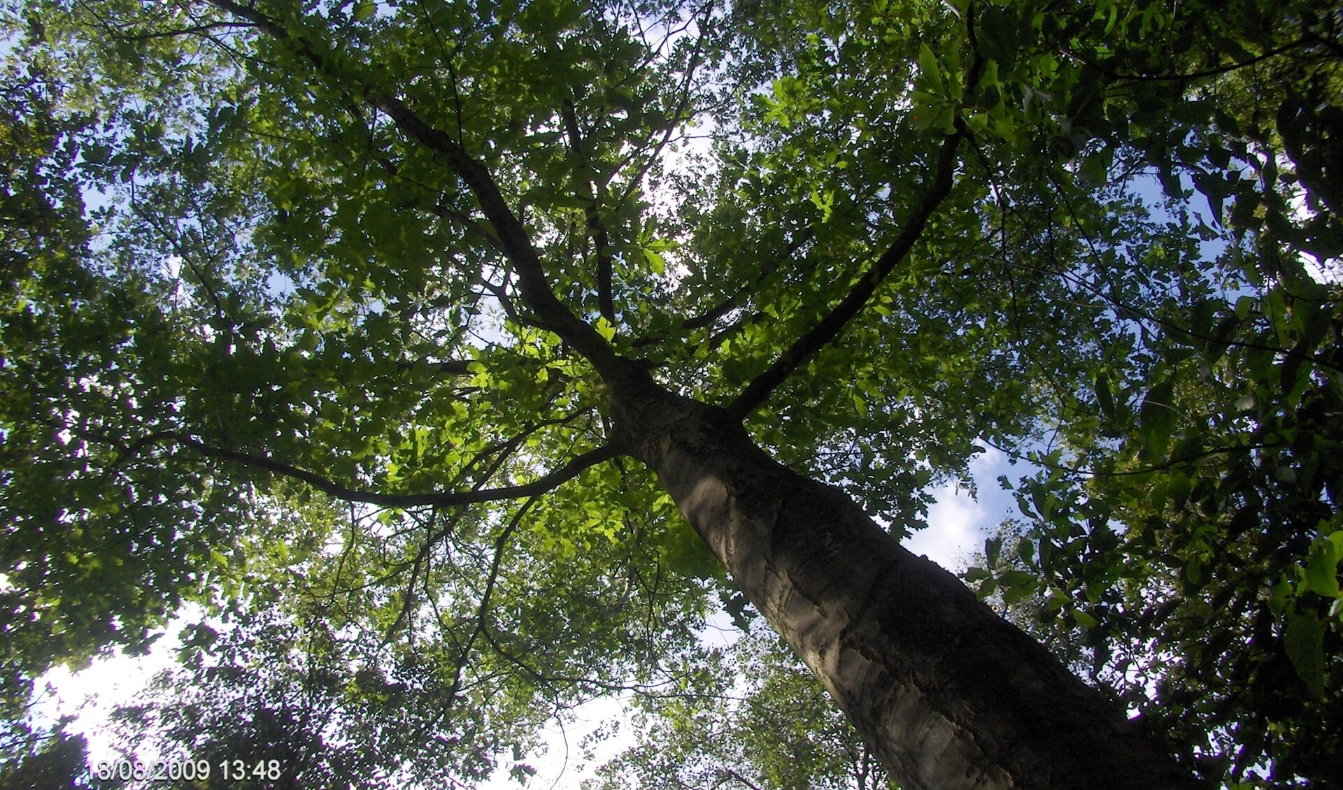 D66 wil meer bomen in de gemeente Gennep.