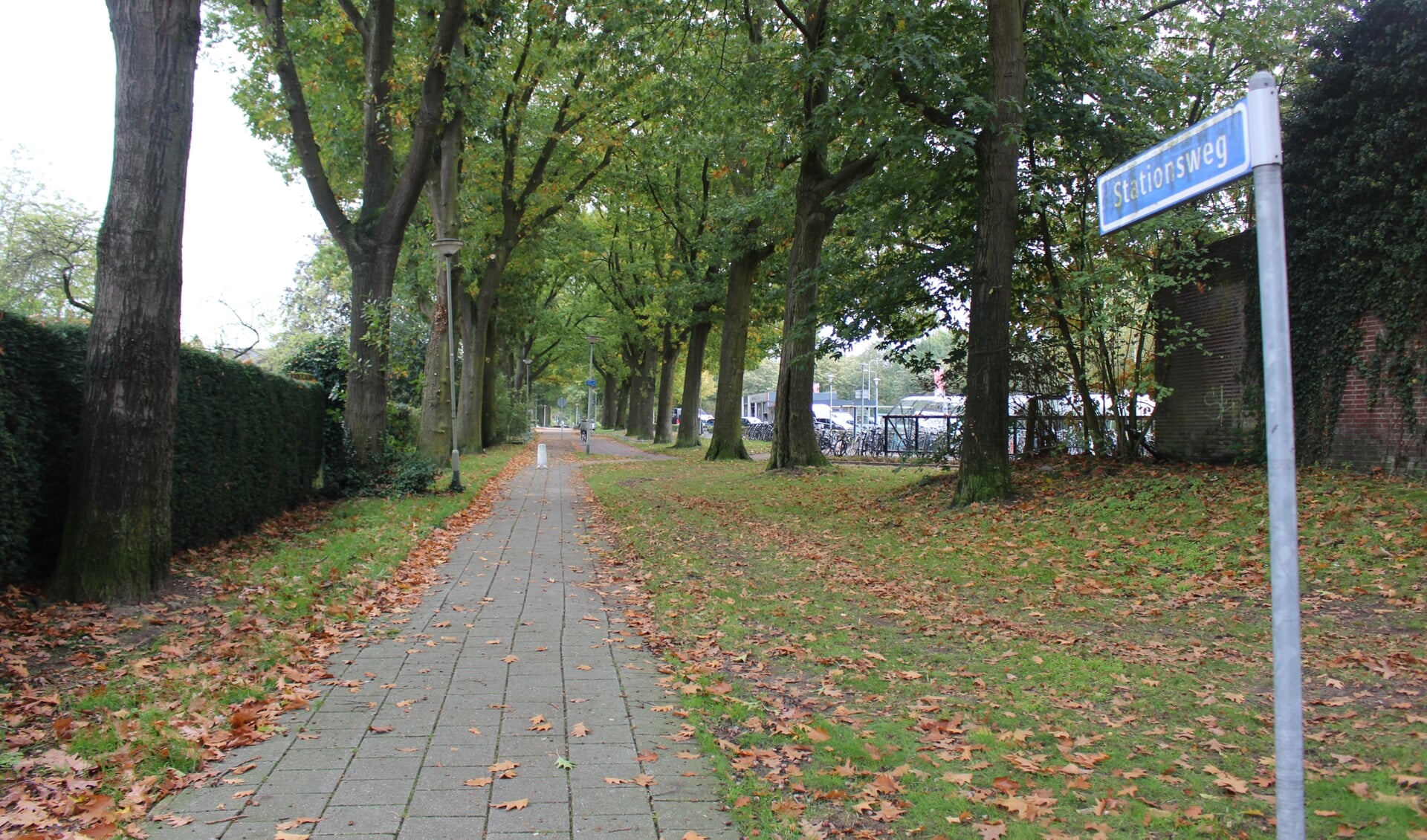 De acht Amerikaanse eikenbomen aan de Stationsweg in Gennep blijven behouden. 
