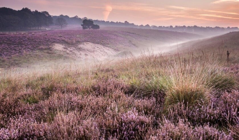 Mookerheide. (foto: Bob Luijks/Natuurportret)