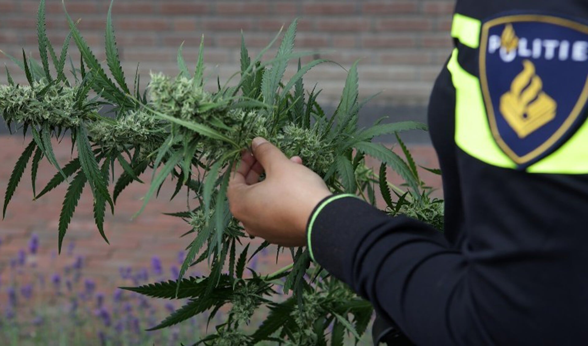 De politie heeft in Overloon een hennepknipperij opgerold.