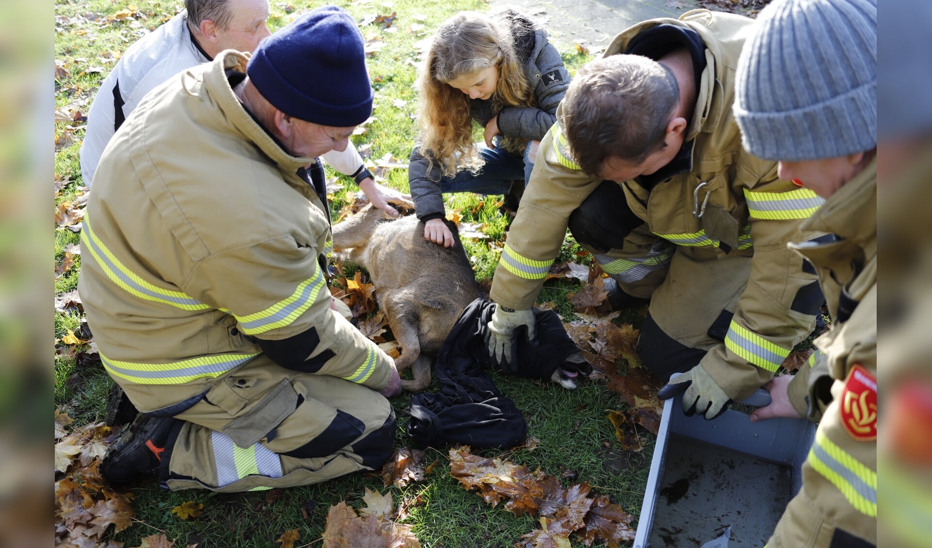 Brandweer bevrijdt ree uit hekwerk in Oeffelt.