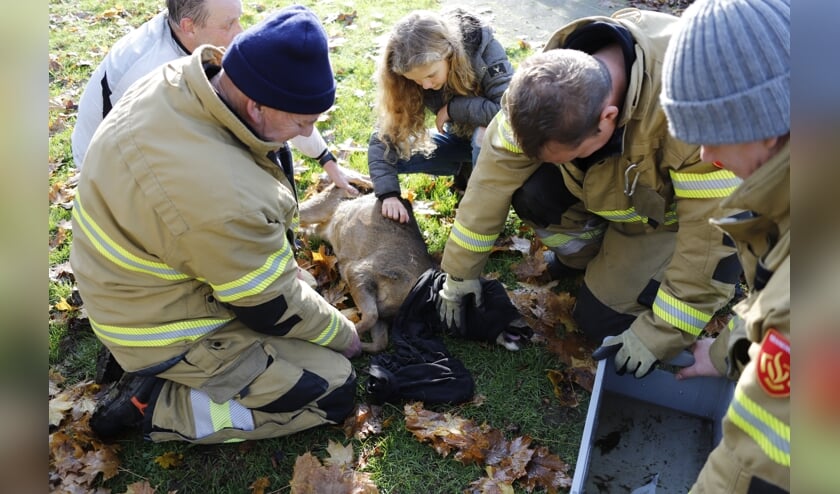 Brandweer bevrijdt ree uit hekwerk in Oeffelt.