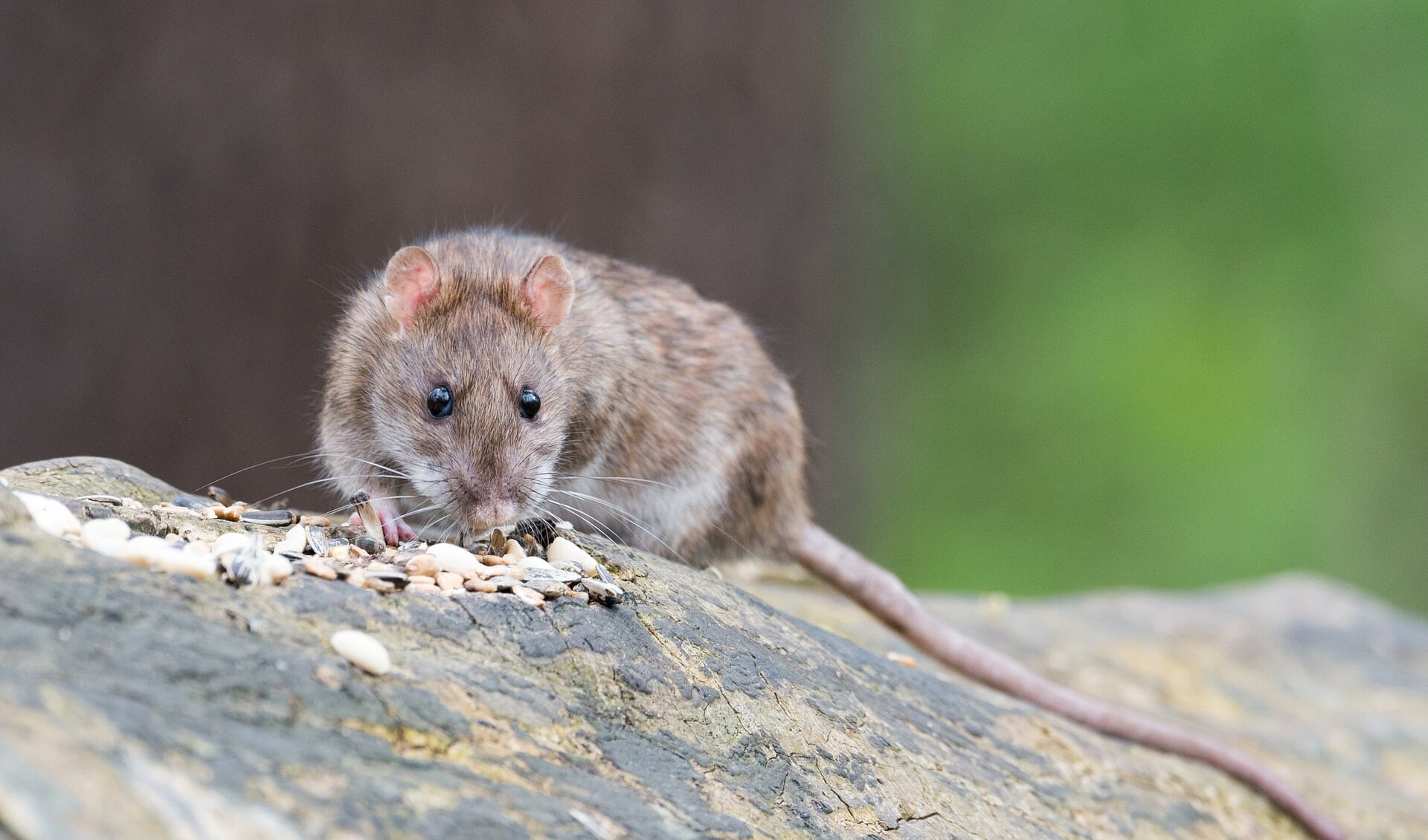 Ratten maken onderdeel uit van de (stads)natuur, woonomgeving en het grote buitengebied van Meierijstad. 
