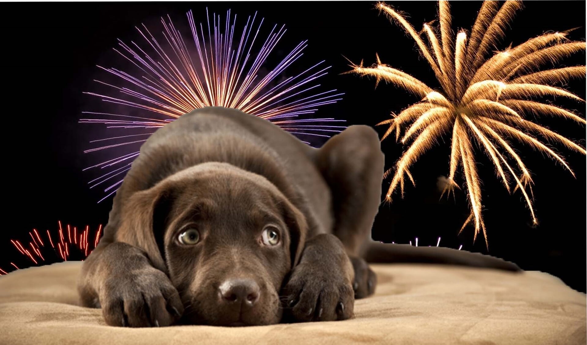 Honden met angst voor vuurwerk ervaren continue stress.