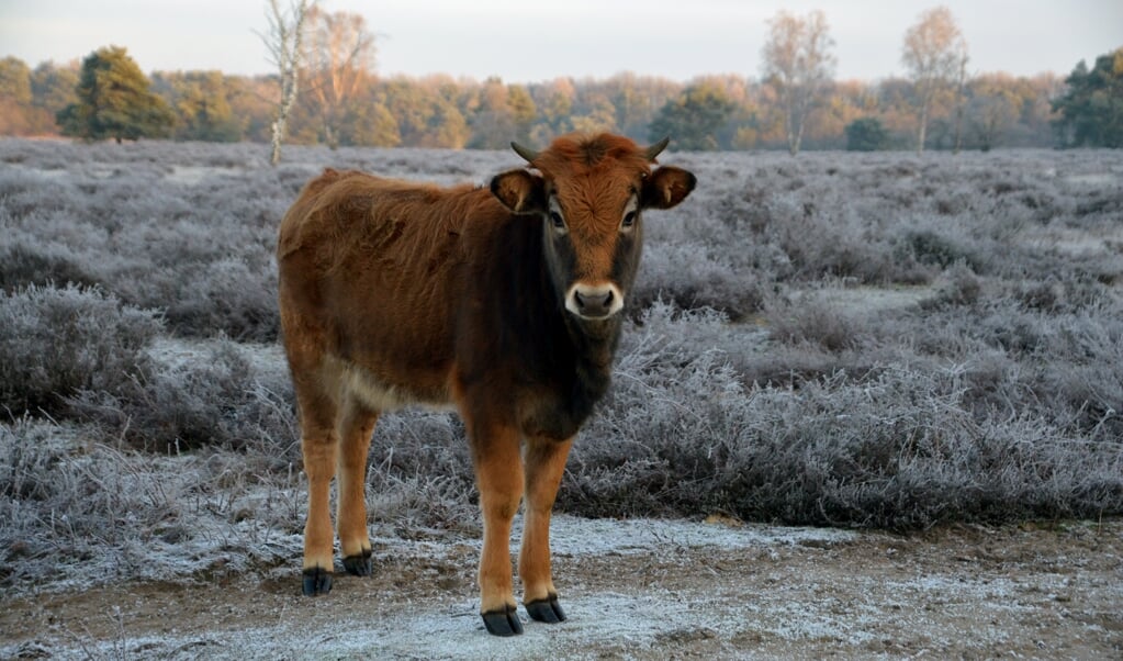 Aantal Grote Grazers Op Maashorst Deze Winter Teruggebracht