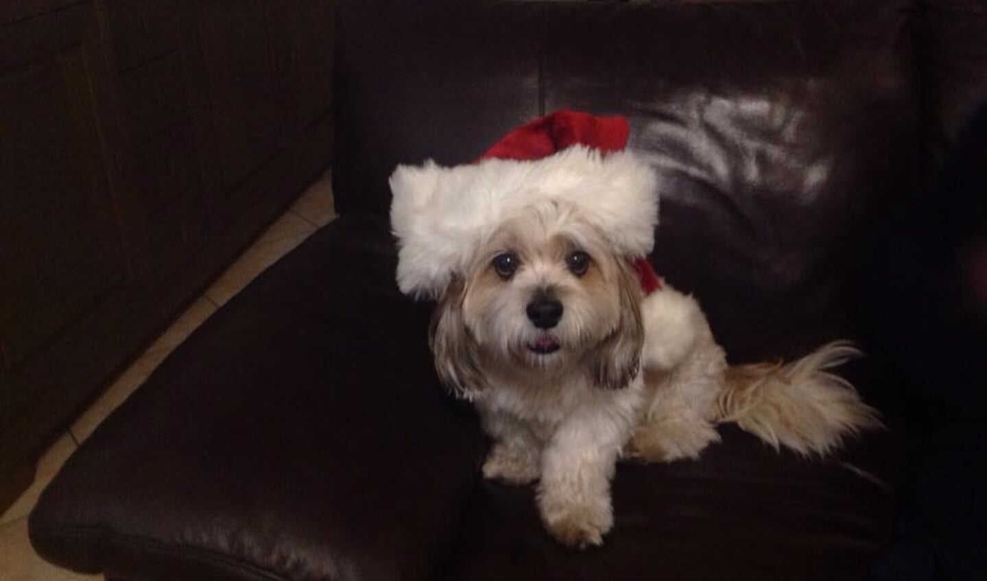Gizmo, de hond van Leny, is ook in kerstsfeer.
