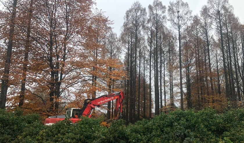 Burgemeester Karel van Soest heeft de kap van een bosje in het Luneven in Boxmeer stilgelegd.