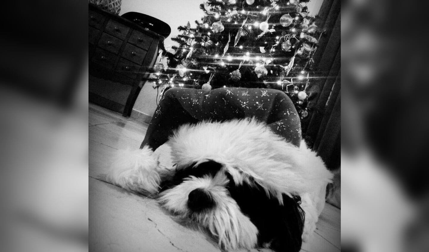 Hondje Pebbles van baasje Ilonka ligt lekker te snurken met de kerstmuts op.