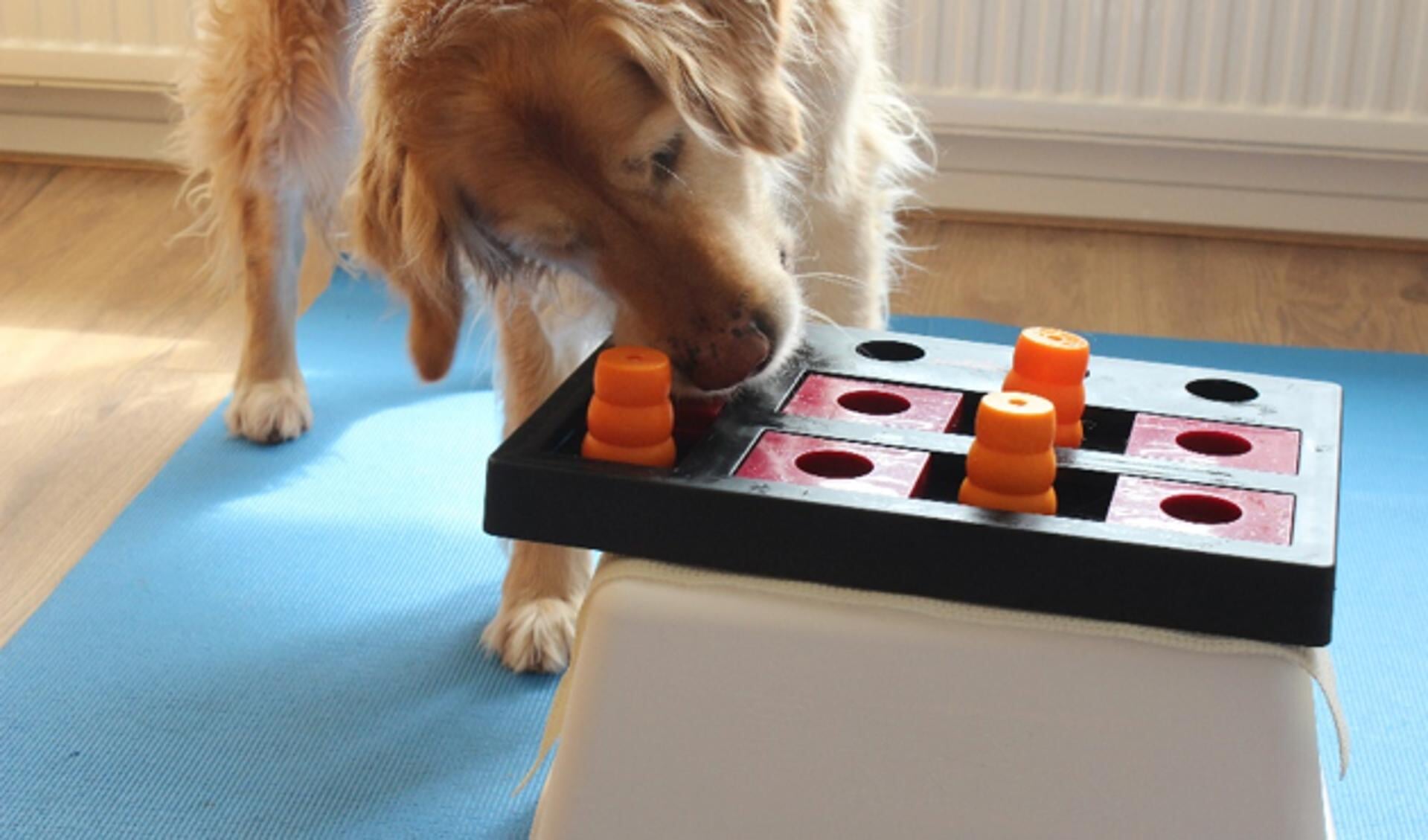 Een denkspel is een puzzel voor je hond waarin je een voertje verstopt, dat hij moet zien te bemachtigen