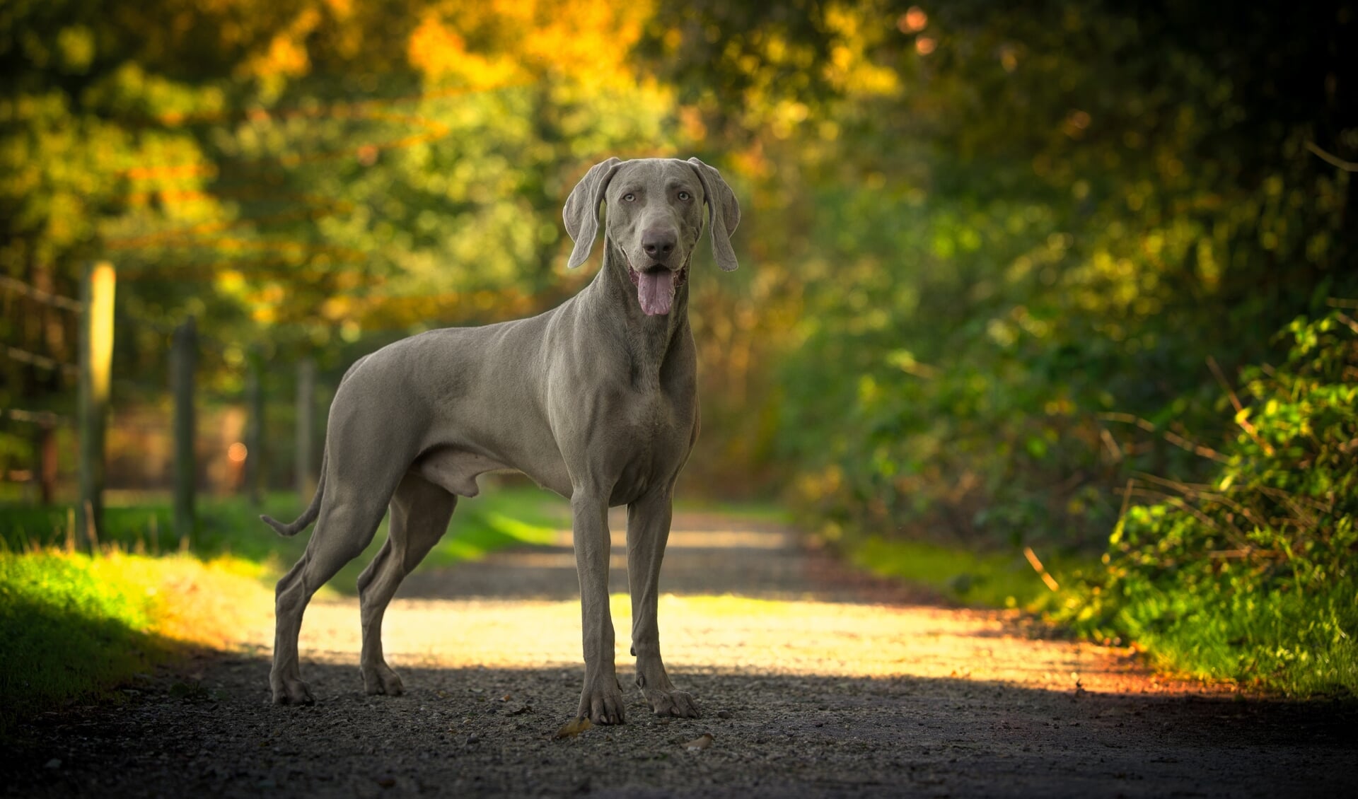 GreySon de mooiste hond van Nederland? (Foto: Henk van Hoek)