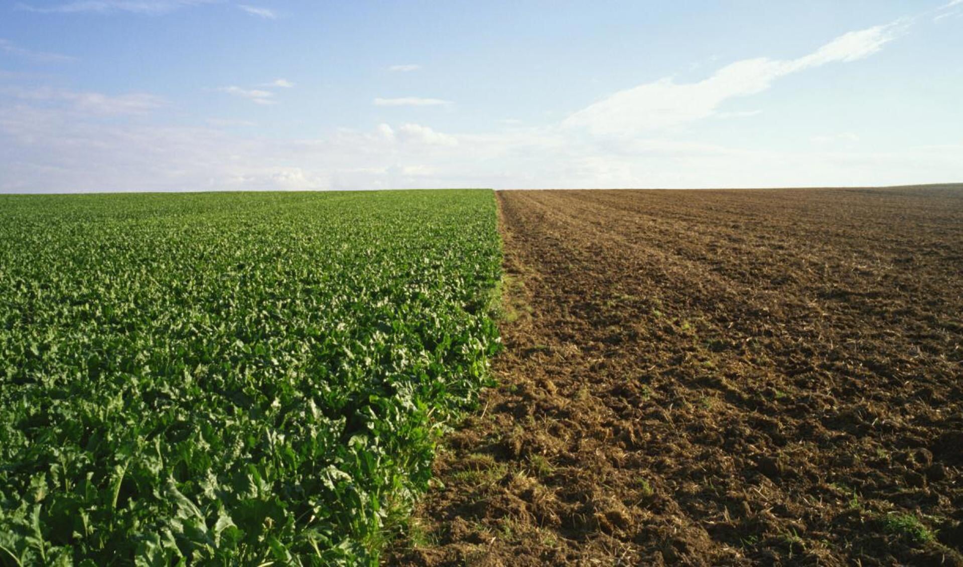Glysofaat wordt gebruikt in de landbouw om ongewenste planten te bestrijden. 