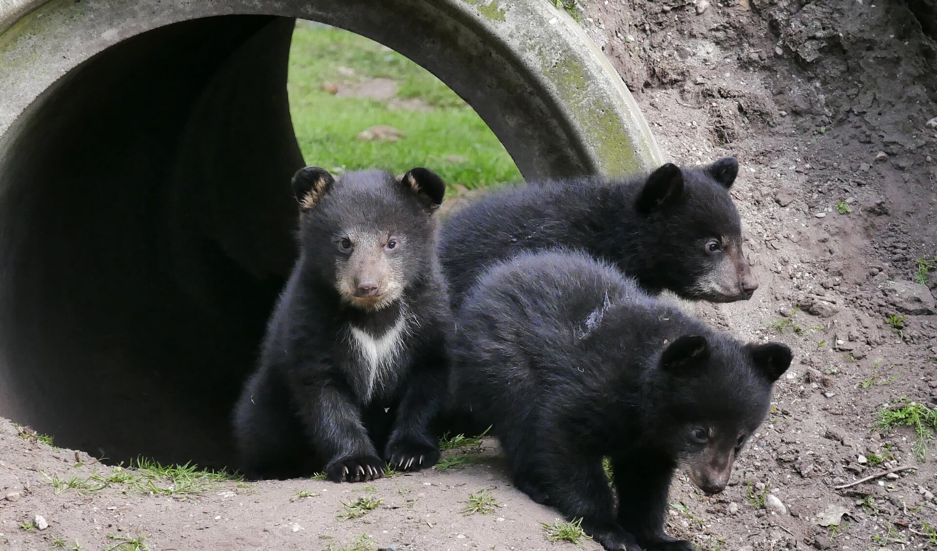 Dierenpark Zie-ZOO is momenteel het enige dierenpark in Nederland met Amerikaanse zwarte beren.