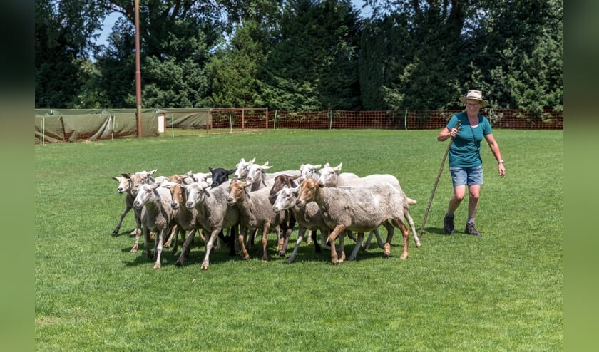 Schapendag vorig jaar (foto: Peter Noy)