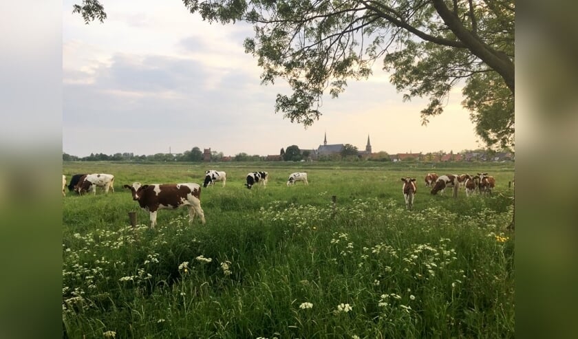 Natuurwandeling door Haren