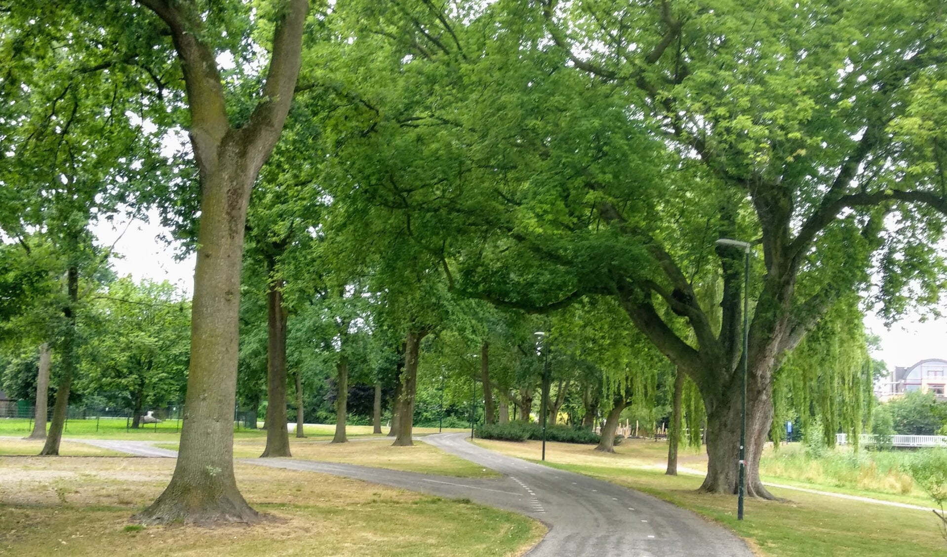 Bomen in het Julianapark. 
