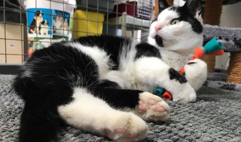 Lieve, ondeugende kater Bob