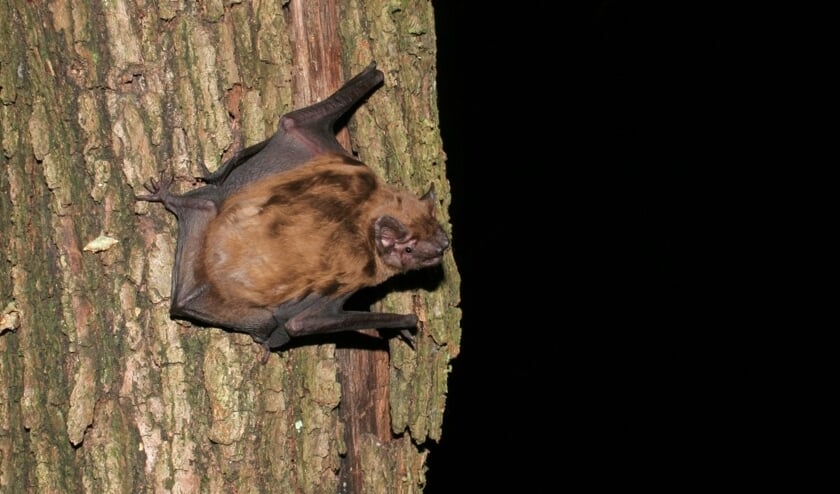 Spot vleermuizen tijdens de wandeling van de IVN.