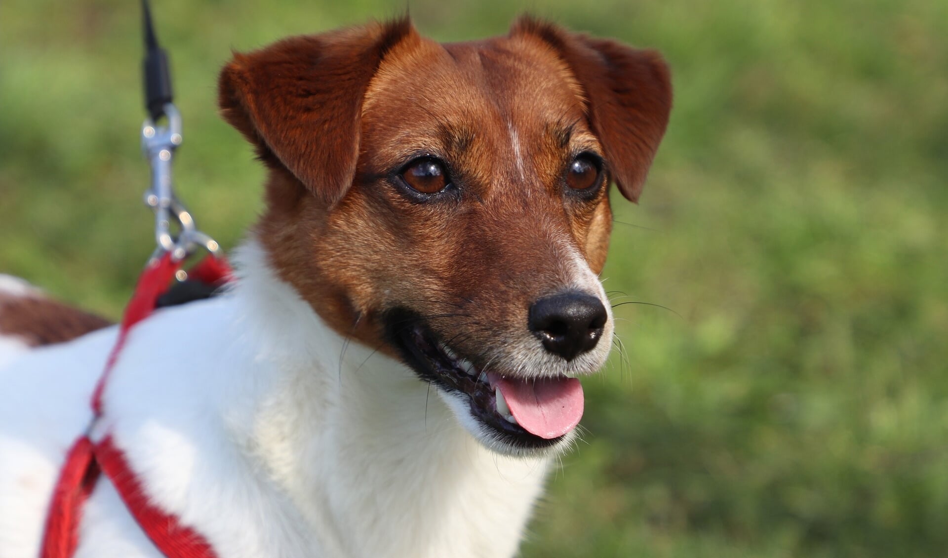 Een Jack Russell-raakte dodelijk gewond na het eten van gedumpte kippenbotjes in de bossen in Cuijk.