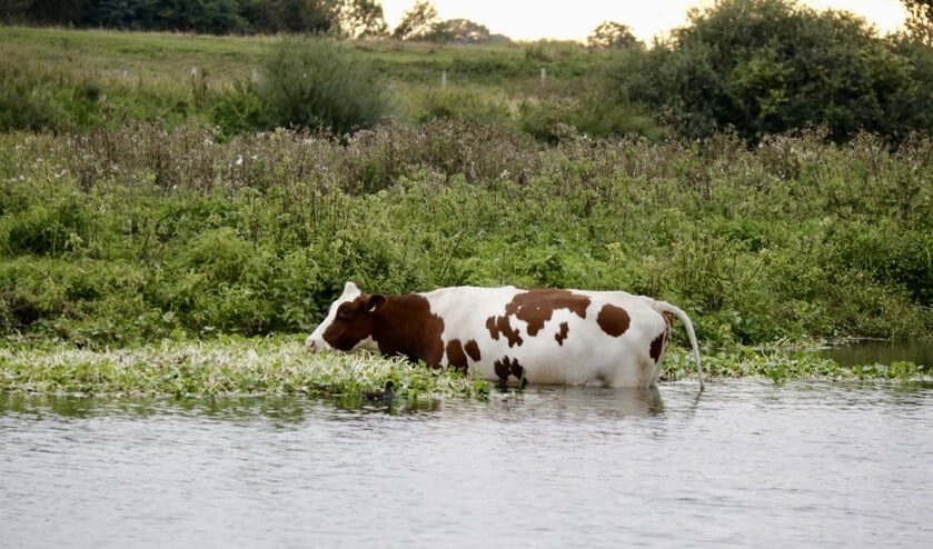 Koe te water in Milsbeek.