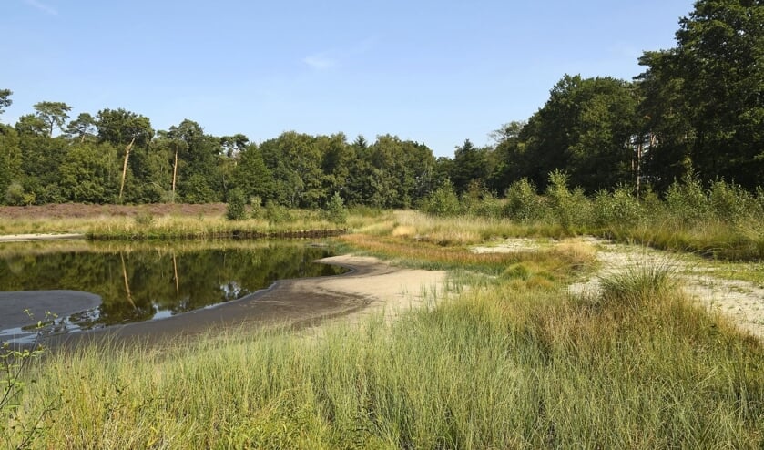 Ravenvennen in de Maasduinen.