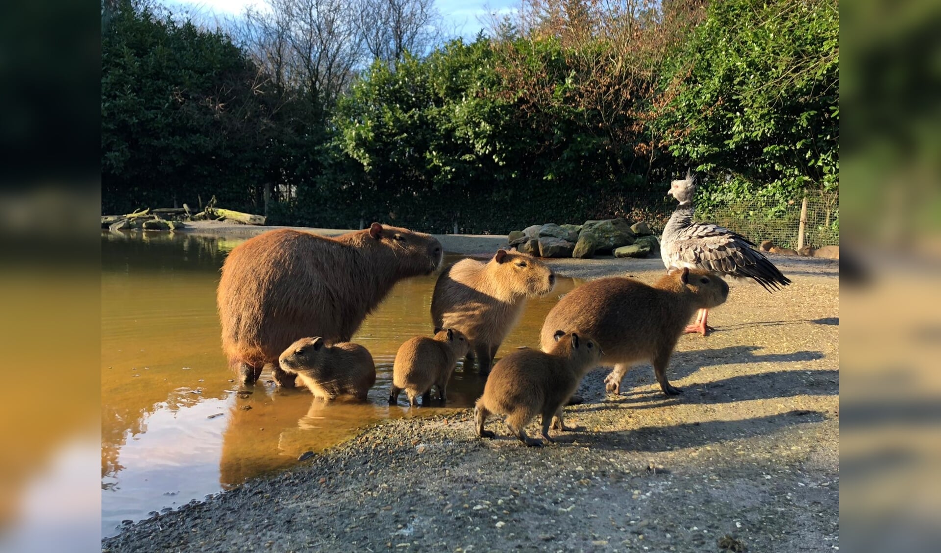 In januari werden vier capybara's geboren.