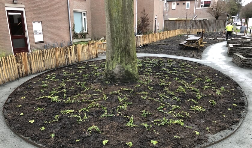 Buurttuin in de Chrysantstraat.