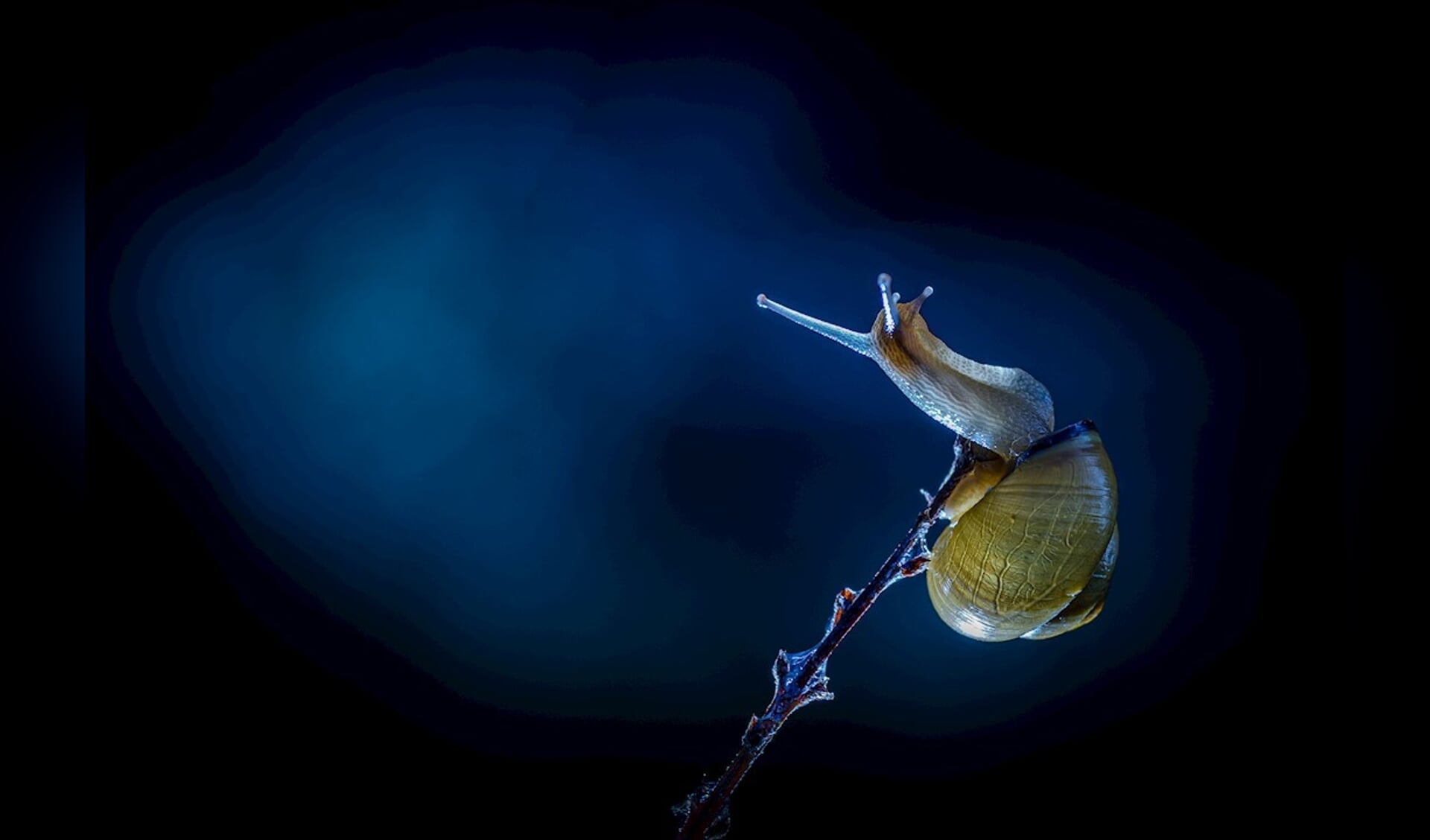 De slak, gefotografeerd door Peter Ruijs.