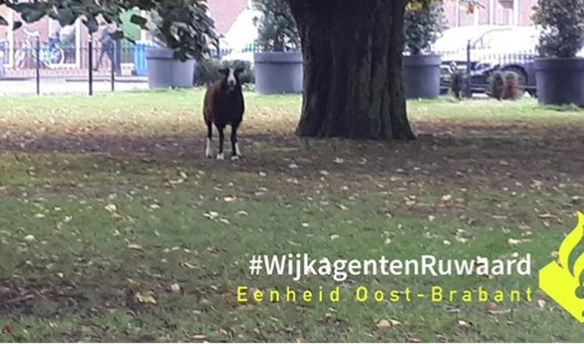 Schaap in het Jan Cunenpark. (Foto: wijkagenten Ruwaard, Instagram)