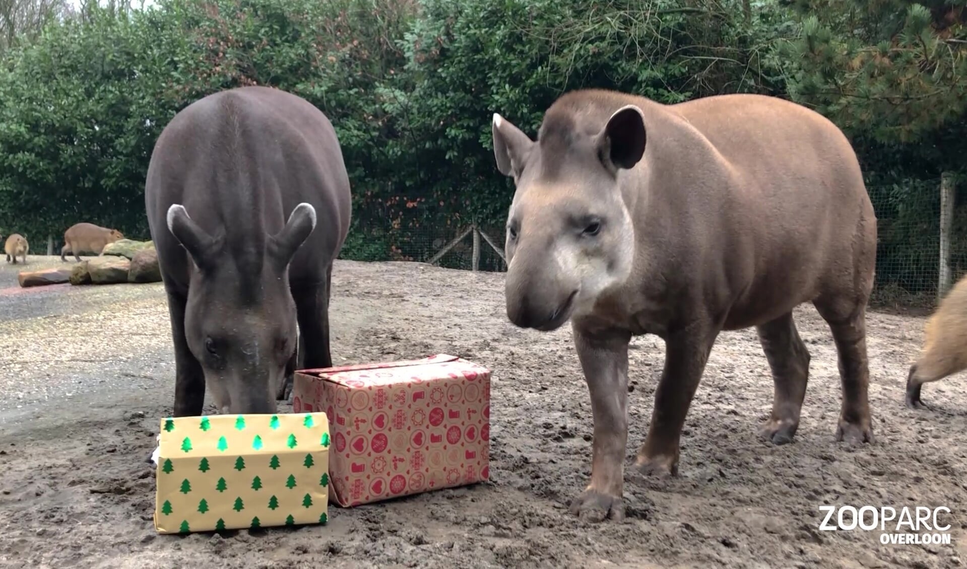 Ook de Zuid-Amerikaanse tapirs werden verrast met ingepakte cadeaus, waarin hun lievelingskostje zat. 