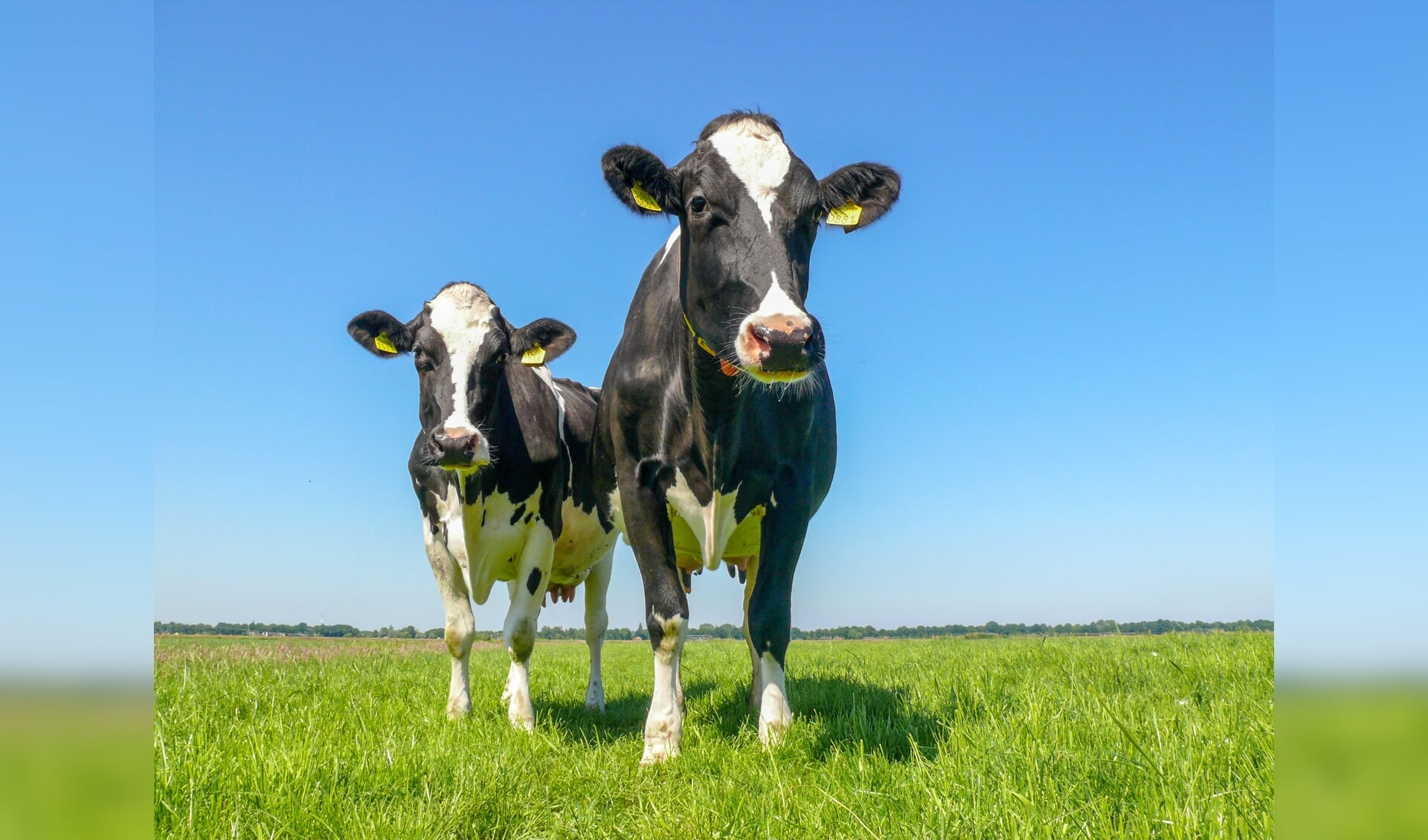 Hoe zorgen we ervoor dat we in 2050 nog steeds koeien houden én van koeien houden?