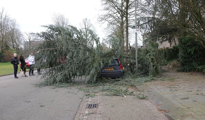 Boom waait op auto in Beethovengaarde. (Foto: Charles Mallo / Foto Mallo)