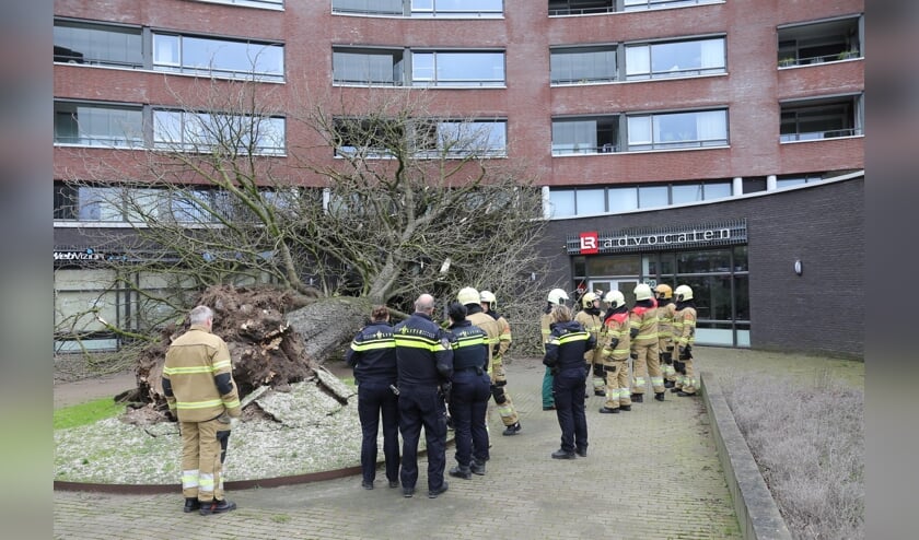 Omgewaaide boom zorgt voor schade aan gebouw Ridderhof. (Charles Mallo/Foto Mallo)