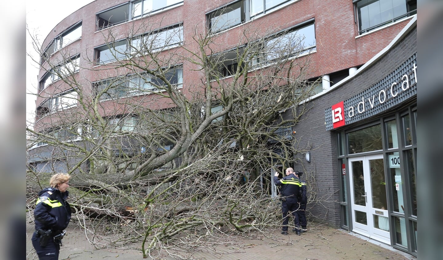 Omgewaaide boom zorgt voor schade aan gebouw Ridderhof. (Charles Mallo/Foto Mallo)