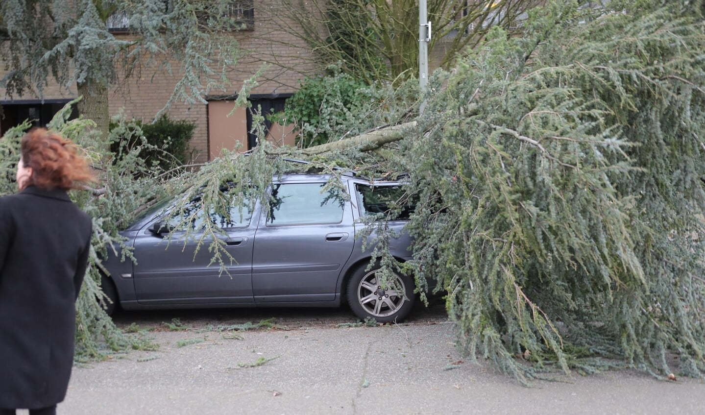 Boom waait op auto in Beethovengaarde. (Foto: Charles Mallo / Foto Mallo)