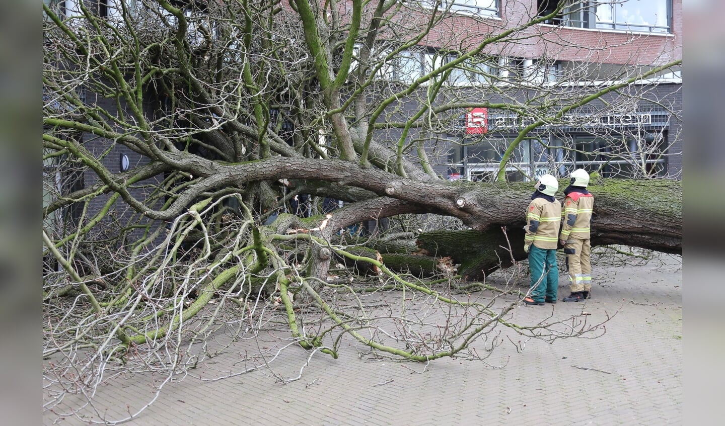 Omgewaaide boom zorgt voor schade aan gebouw Ridderhof. (Charles Mallo/Foto Mallo)