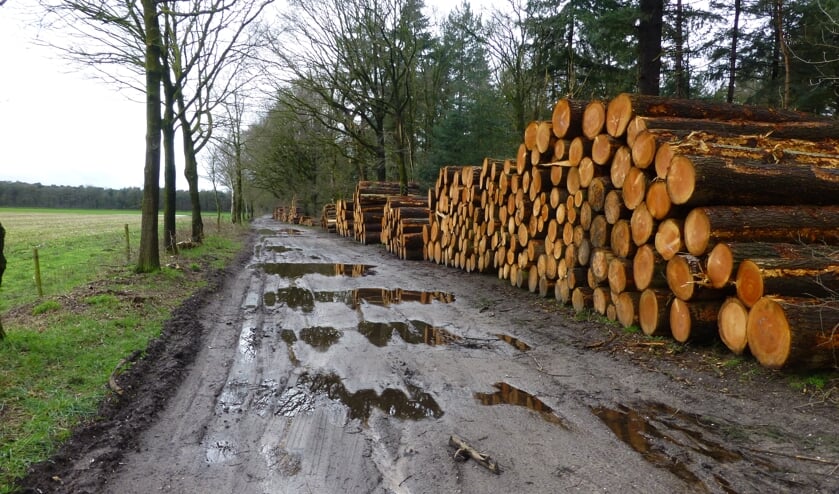 <p>Bomenkap in Het Hurkske</p>