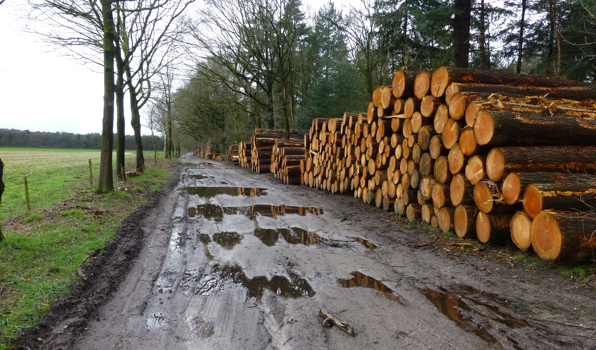 Ook in 2020 werden er al bomen gekapt in 't Hurkske.