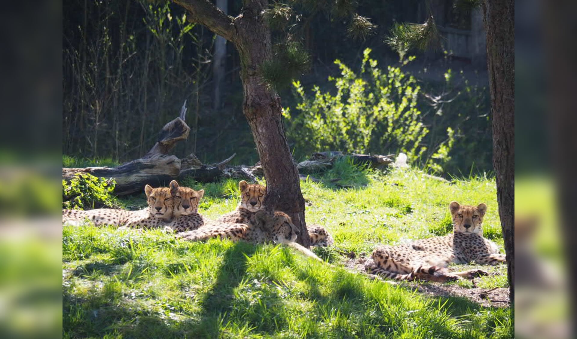 Maar liefst vijf nieuwe cheetahs hebben hun thuis gevonden in Overloon