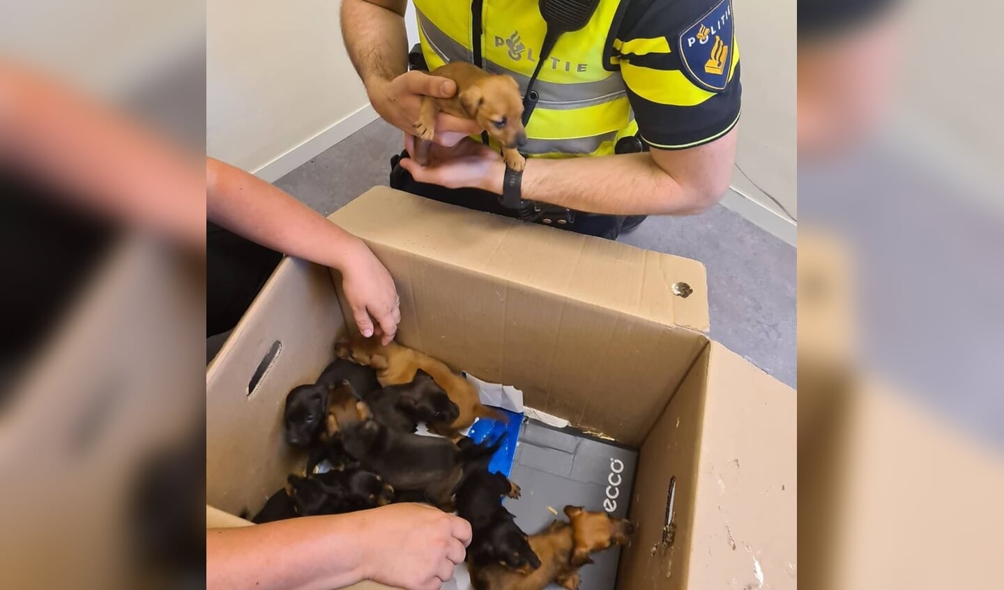 De puppies zijn later teruggevonden in een woning in Heusden.