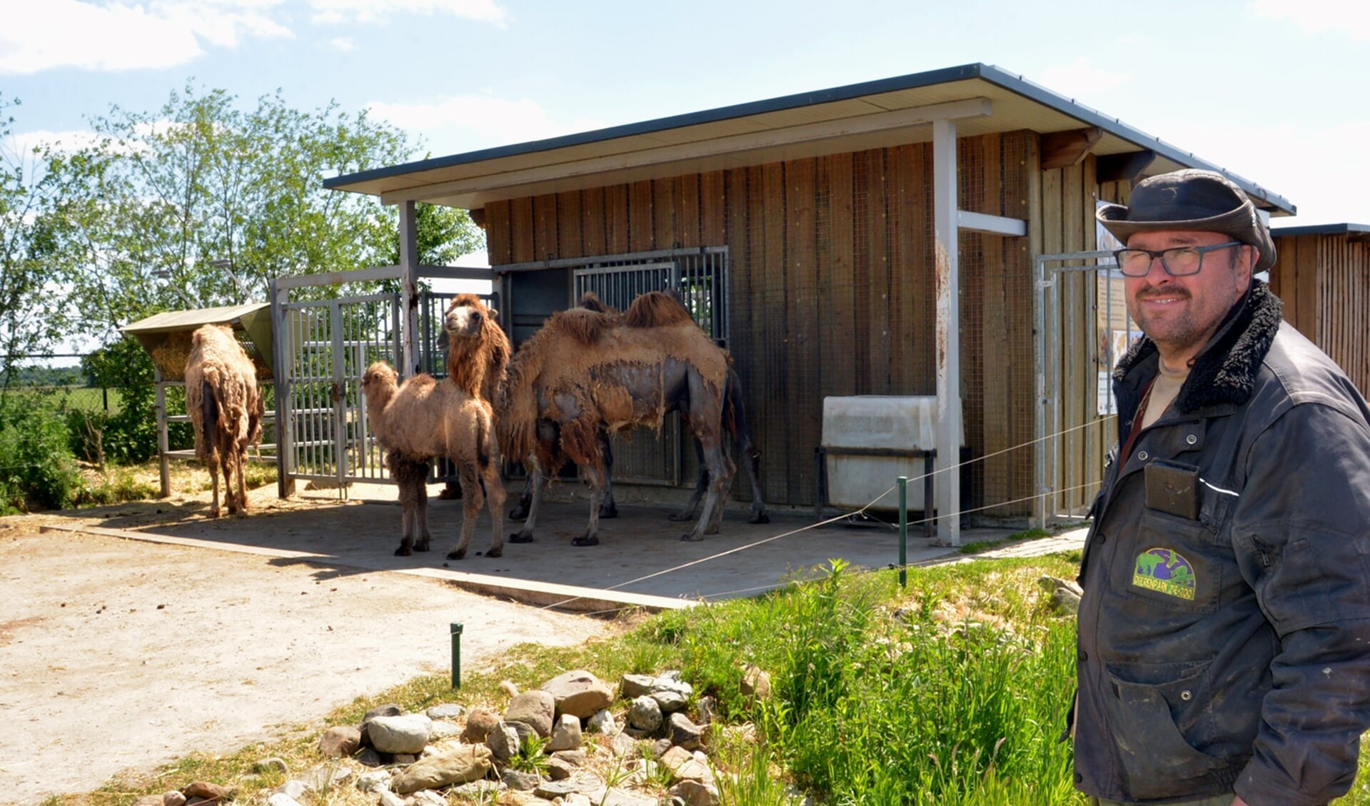 Directeur Eeg Manders bij het kamelenverblijf, waar deze maand een kameelveulen werd geboren. (foto: Henk Lunenburg)