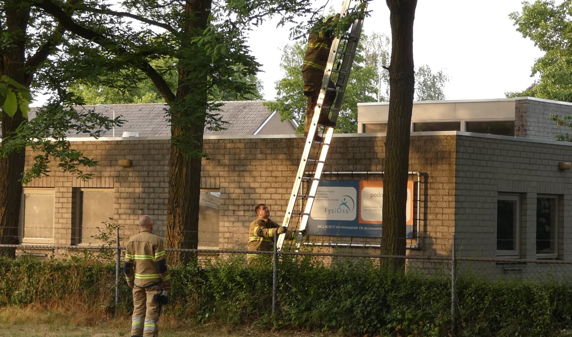 Brandweer haalt kat uit de boom in de Van Anrooijstraat. (Foto: Thomas)