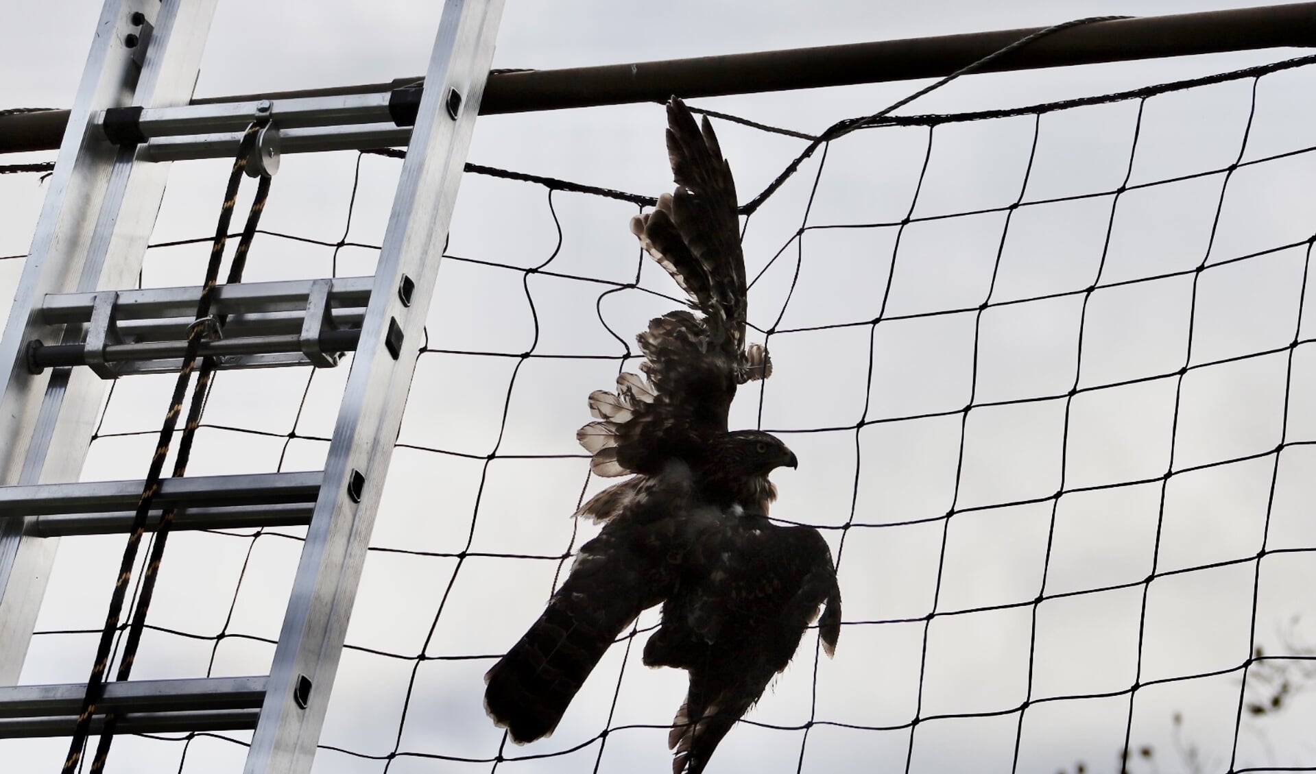 De buizerd raakte verstrikt in een net van de Hapse voetbalvereniging.