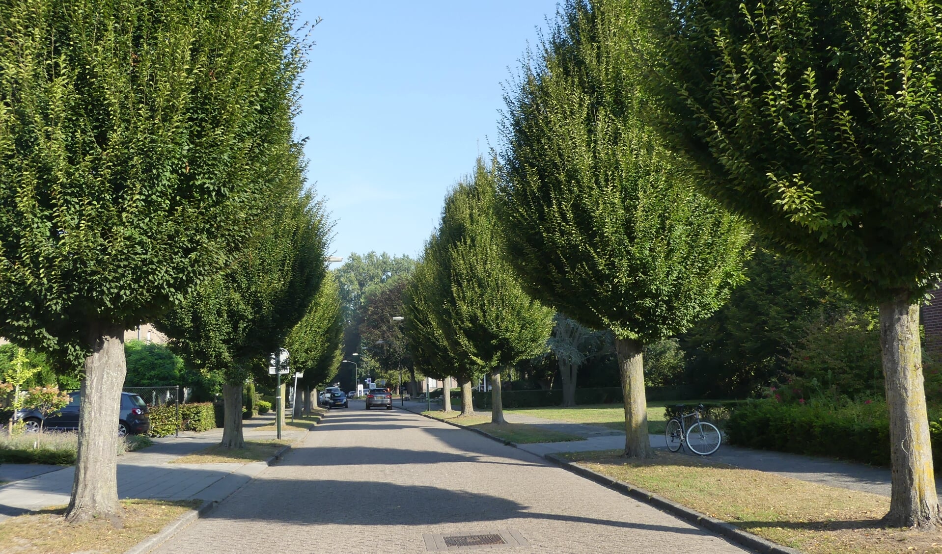 De bomen in de Kolonel Johnsonstraat. 